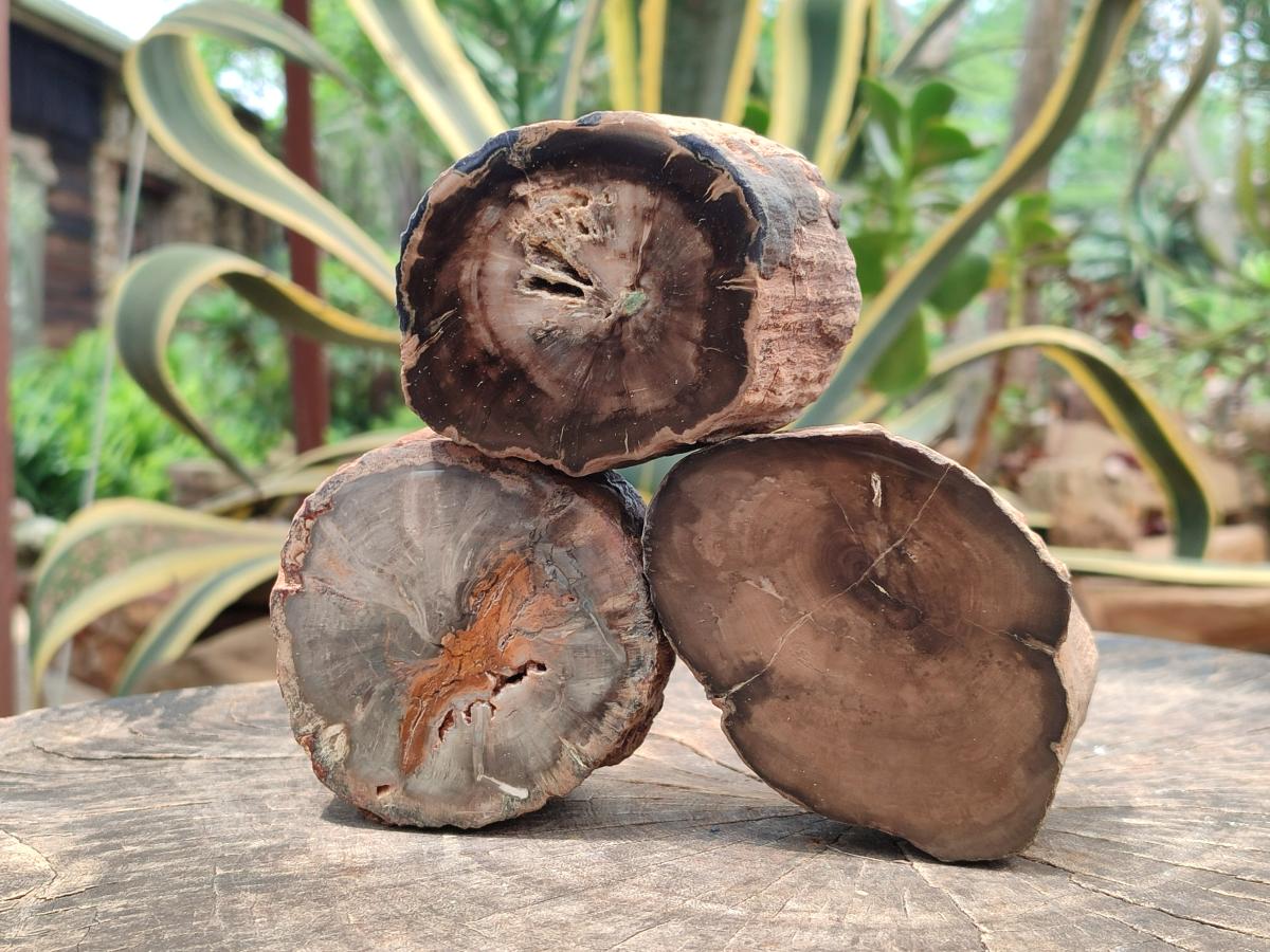 Polished On One Side Petrified Wood Branches x 3 From Gokwe, Zimbabwe