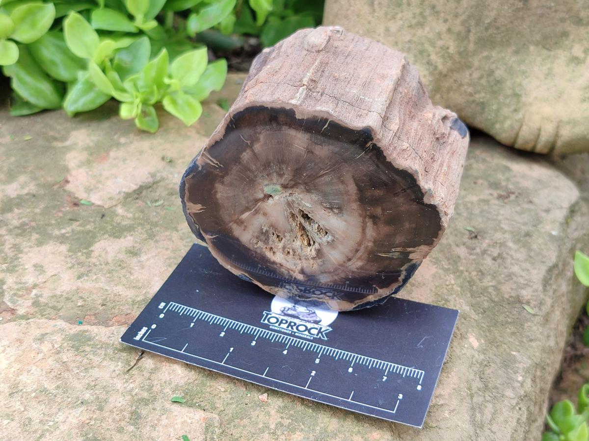 Polished On One Side Petrified Wood Branches x 3 From Gokwe, Zimbabwe