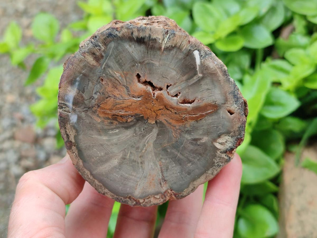 Polished On One Side Petrified Wood Branches x 3 From Gokwe, Zimbabwe