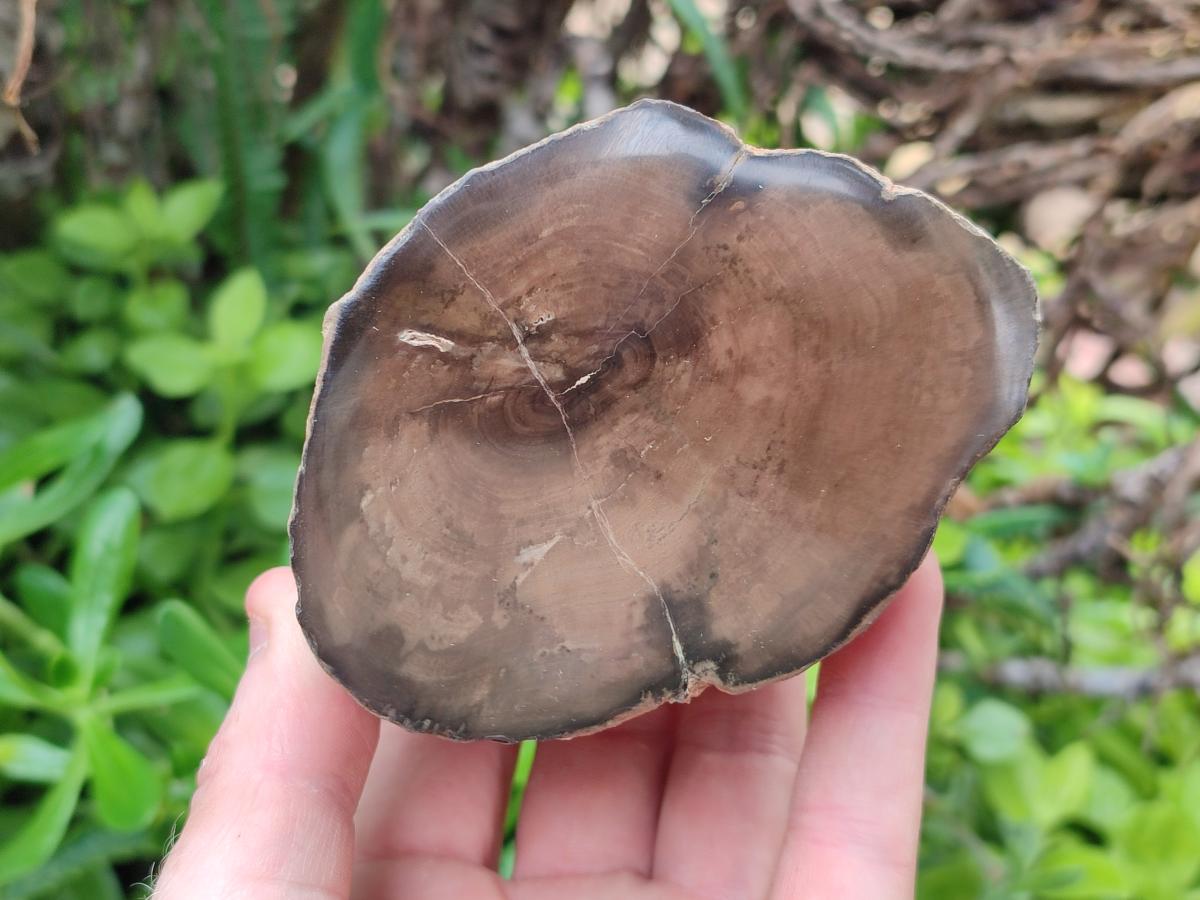 Polished On One Side Petrified Wood Branches x 3 From Gokwe, Zimbabwe