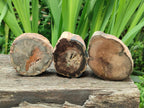 Polished On One Side Petrified Wood Branches x 3 From Gokwe, Zimbabwe