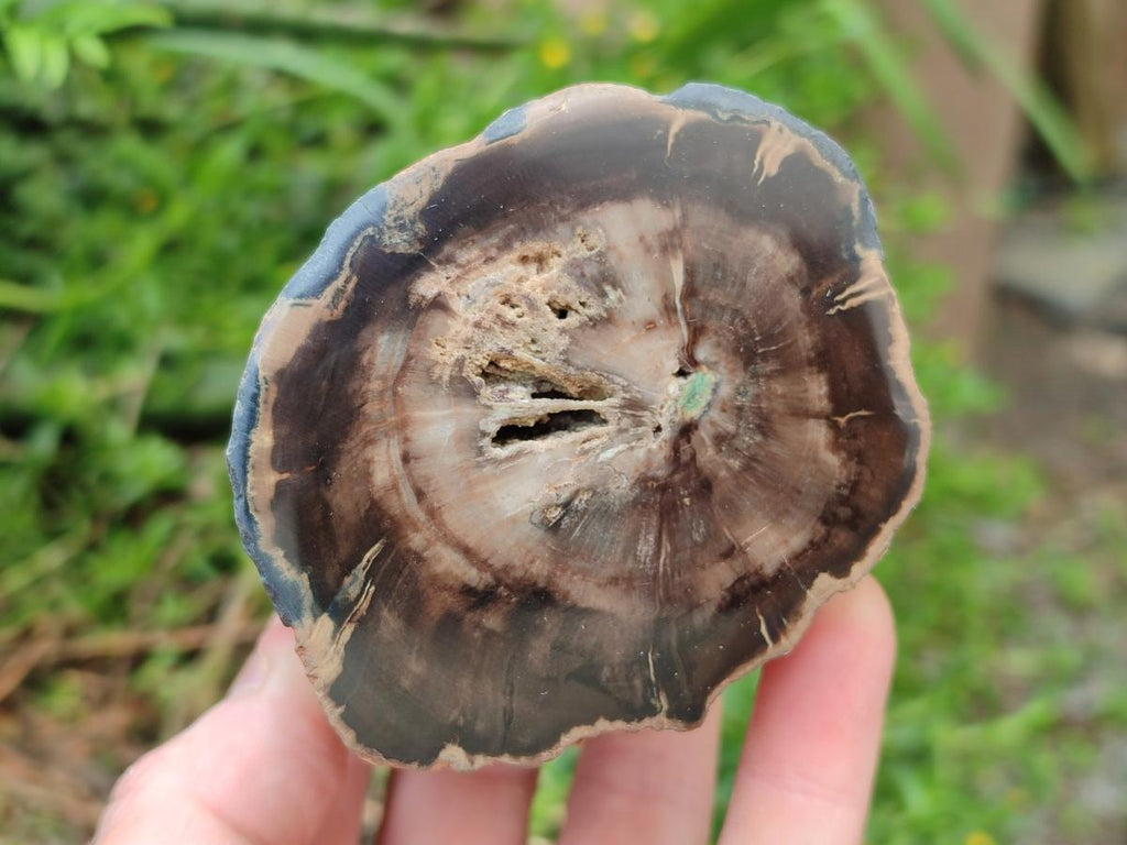 Polished On One Side Petrified Wood Branches x 3 From Gokwe, Zimbabwe