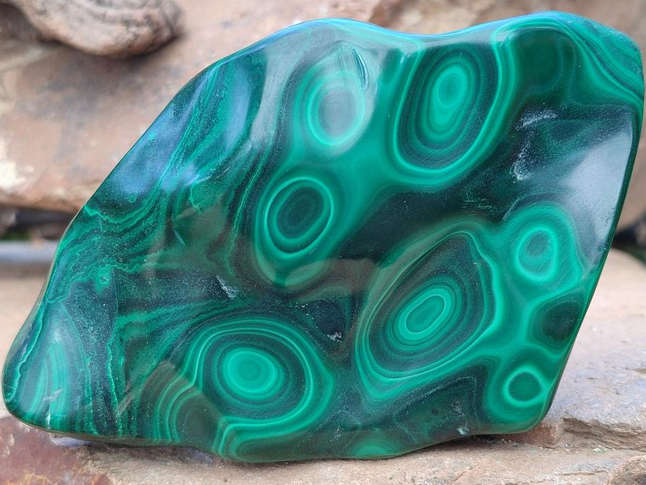 Polished Flower Banded Malachite Free Forms x 3 From Congo