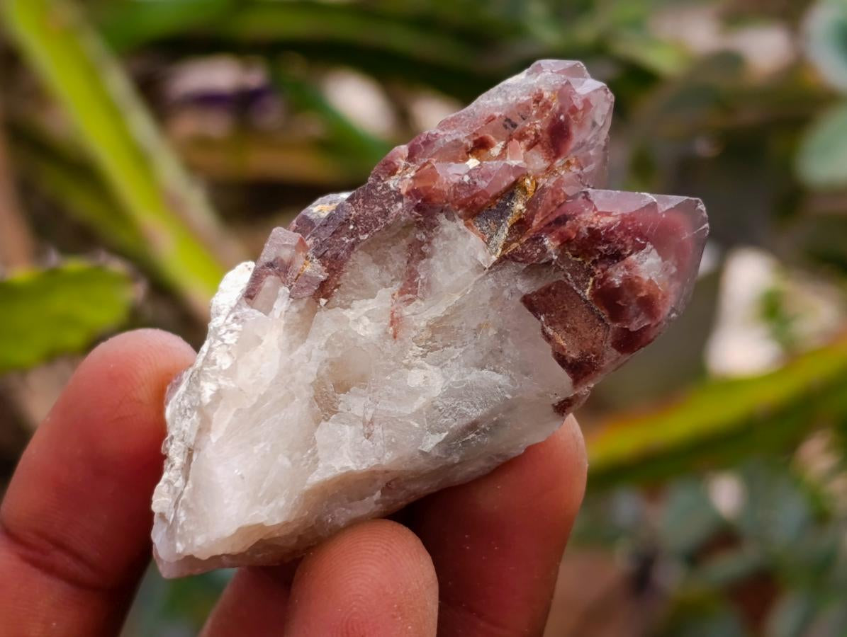 Natural Red Hematoid Quartz Crystals x 24 From Karoi, Zimbabwe
