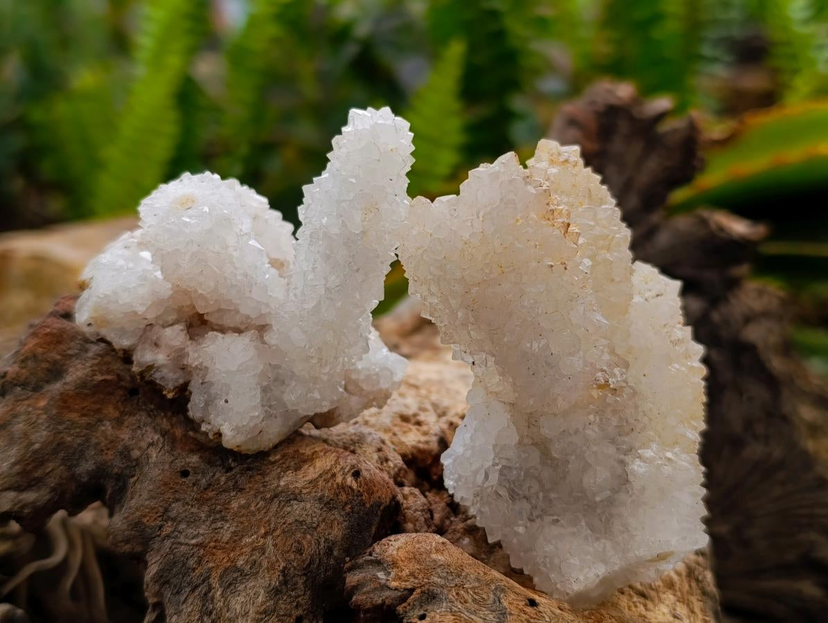 Natural Drusy Snow Finger Crystals x 12 From Albert's Mountain, Lesotho