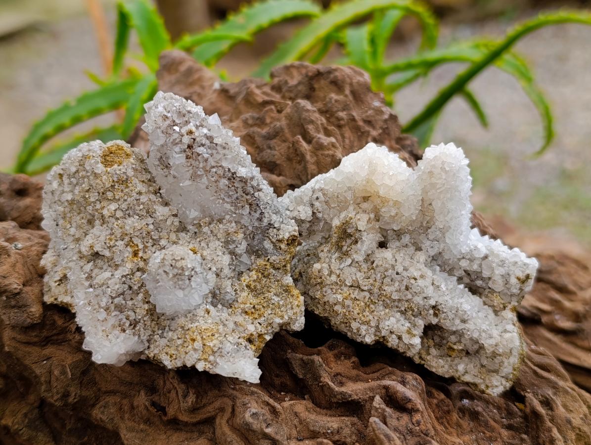 Natural Drusy Snow Finger Crystals x 12 From Albert's Mountain, Lesotho