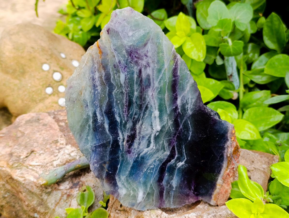 Polished On One Side Watermelon Fluorite Slices x 2 From Uis, Namibia
