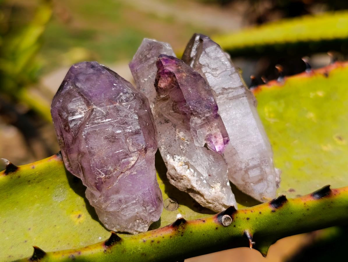 Natural Window Amethyst Crystals x 12 From Chiredzi, Zimbabwe