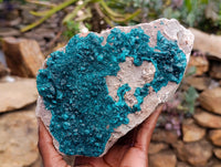 Natural Dioptase On Dolomite Specimen x 1 From Likasi, Congo