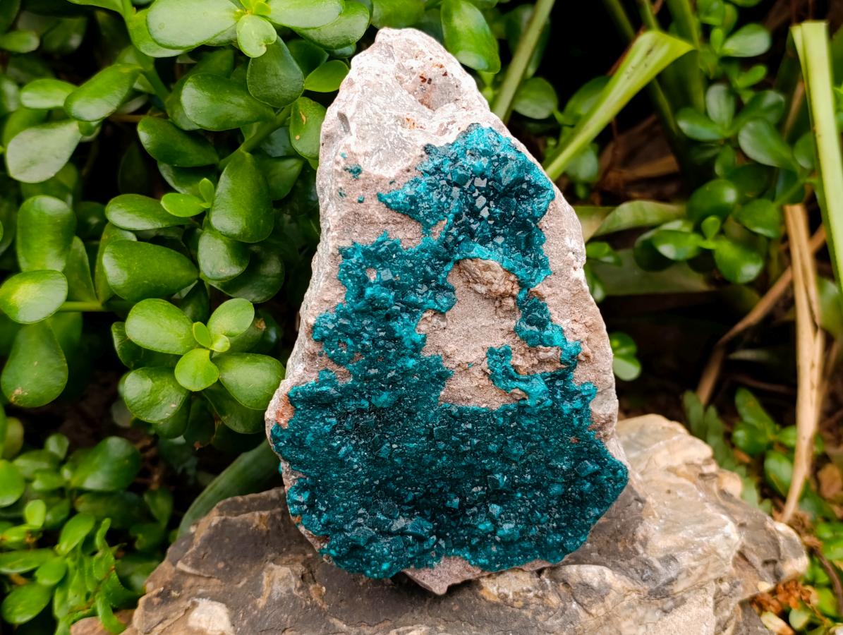 Natural Dioptase On Dolomite Specimen x 1 From Likasi, Congo - Toprock Gemstones and Minerals 