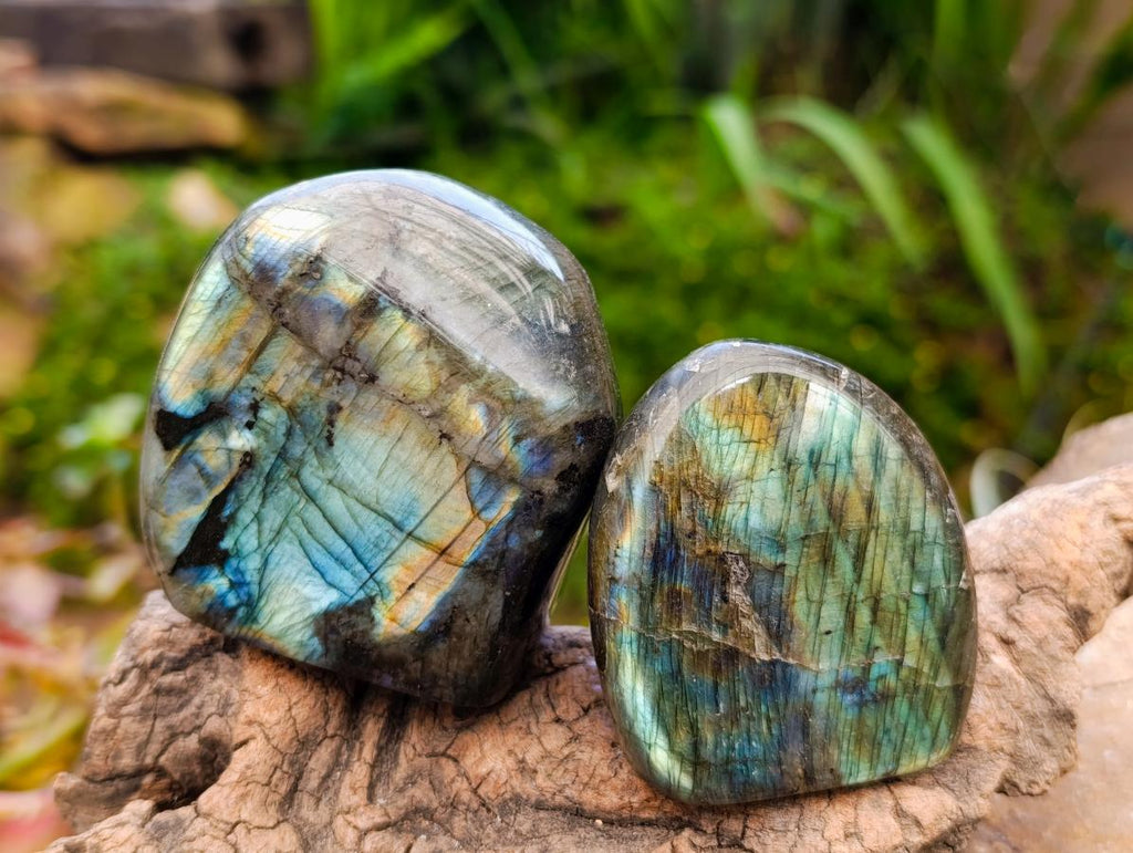 Polished Labradorite Standing Free Forms x 6 From Tulear, Madagascar