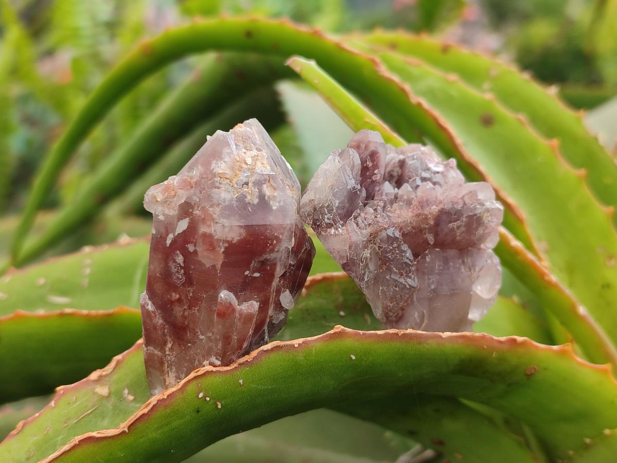 Natural Red Hematoid Quartz Crystals and Clusters x 24 From Karoi, Zimbabwe