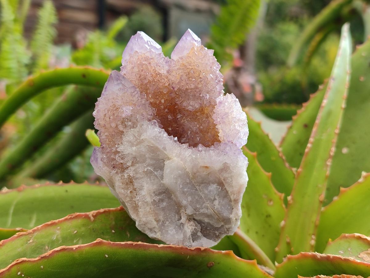 Natural Drusy Amethyst Spirit Clusters x 6 From Boekenhouthoek, South Africa