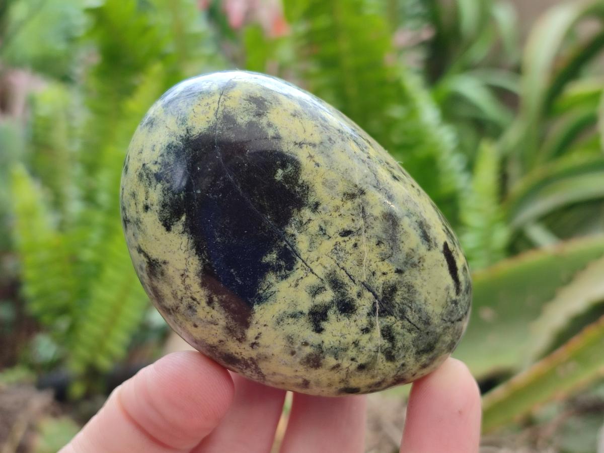 Polished Leopard Free Forms x 6 From Zimbabwe - Toprock Gemstones and Minerals 