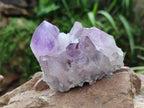 Natural Jacaranda Amethyst Crystal Clusters x 6 From Mumbwa, Zambia