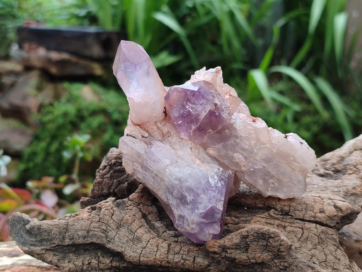 Natural Jacaranda Amethyst Crystal Clusters x 6 From Mumbwa, Zambia