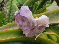 Natural Jacaranda Amethyst Crystal Clusters x 6 From Mumbwa, Zambia