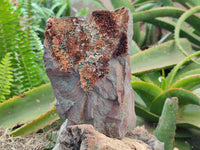 Natural Large Dark Green Libethenite Crystalline Cabinet Specimen x 1 From Shituru, Congo