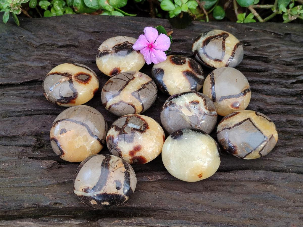 Polished Septerye Galets x 12 From Mahajanga, Madagascar