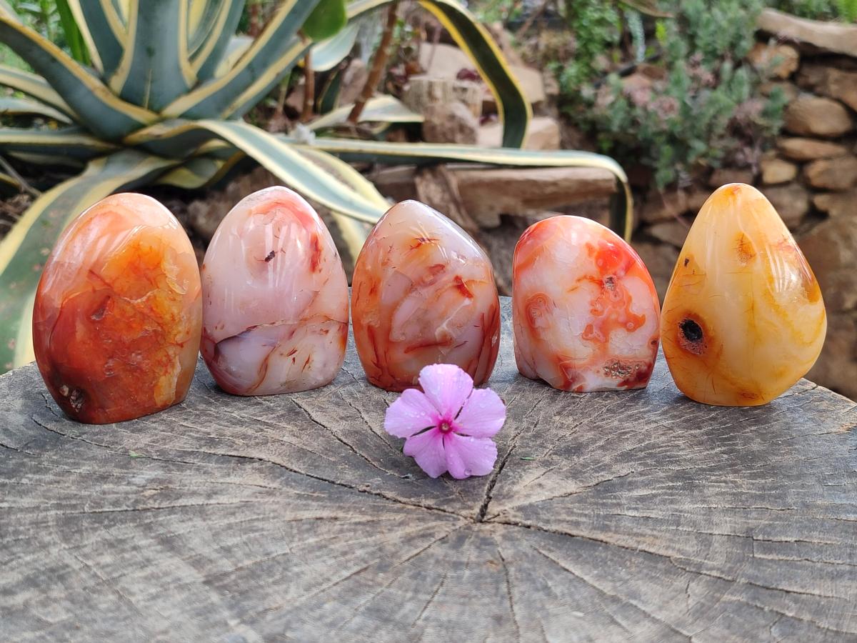 Polished Carnelian Agate Gemstone Standing Free Forms x 5 From Madagascar