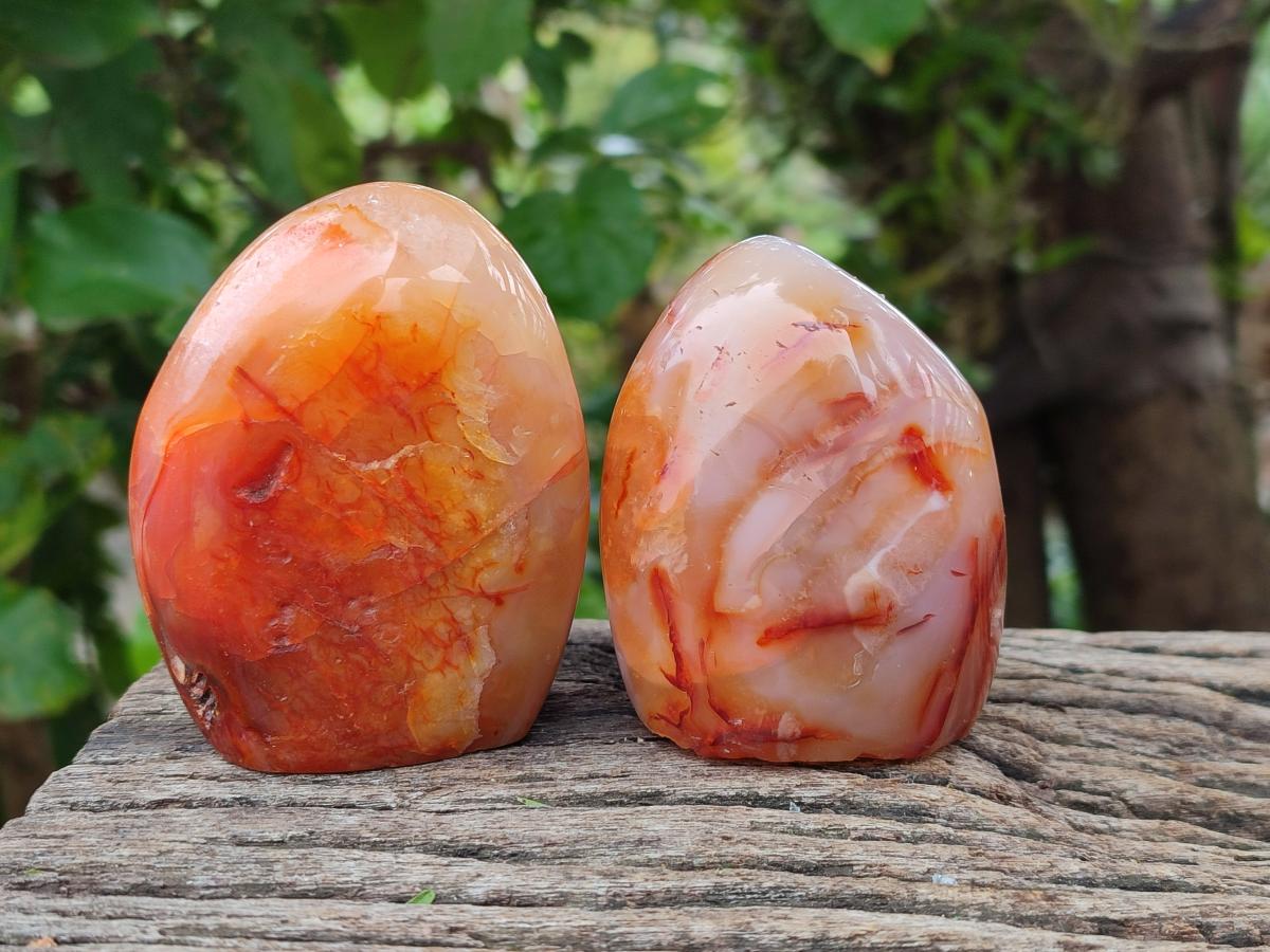 Polished Carnelian Agate Gemstone Standing Free Forms x 5 From Madagascar
