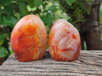 Polished Carnelian Agate Gemstone Standing Free Forms x 5 From Madagascar
