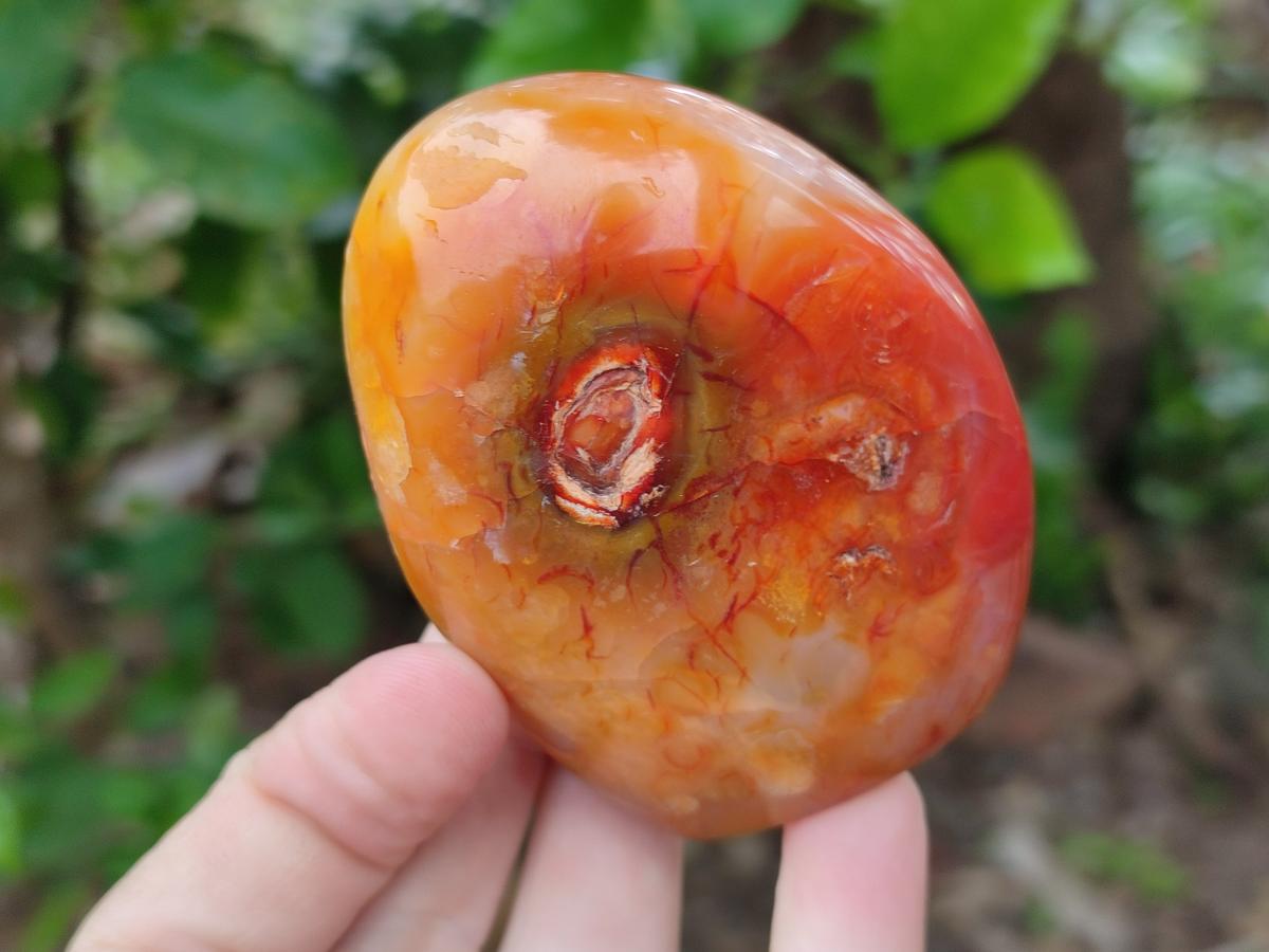 Polished Carnelian Agate Gemstone Standing Free Forms x 5 From Madagascar