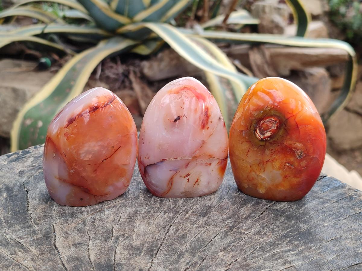 Polished Carnelian Agate Gemstone Standing Free Forms x 5 From Madagascar