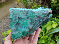 Natural Drusy Coated Chrysocolla with Malachite Specimen x 1 From Lupoto Mine, Congo