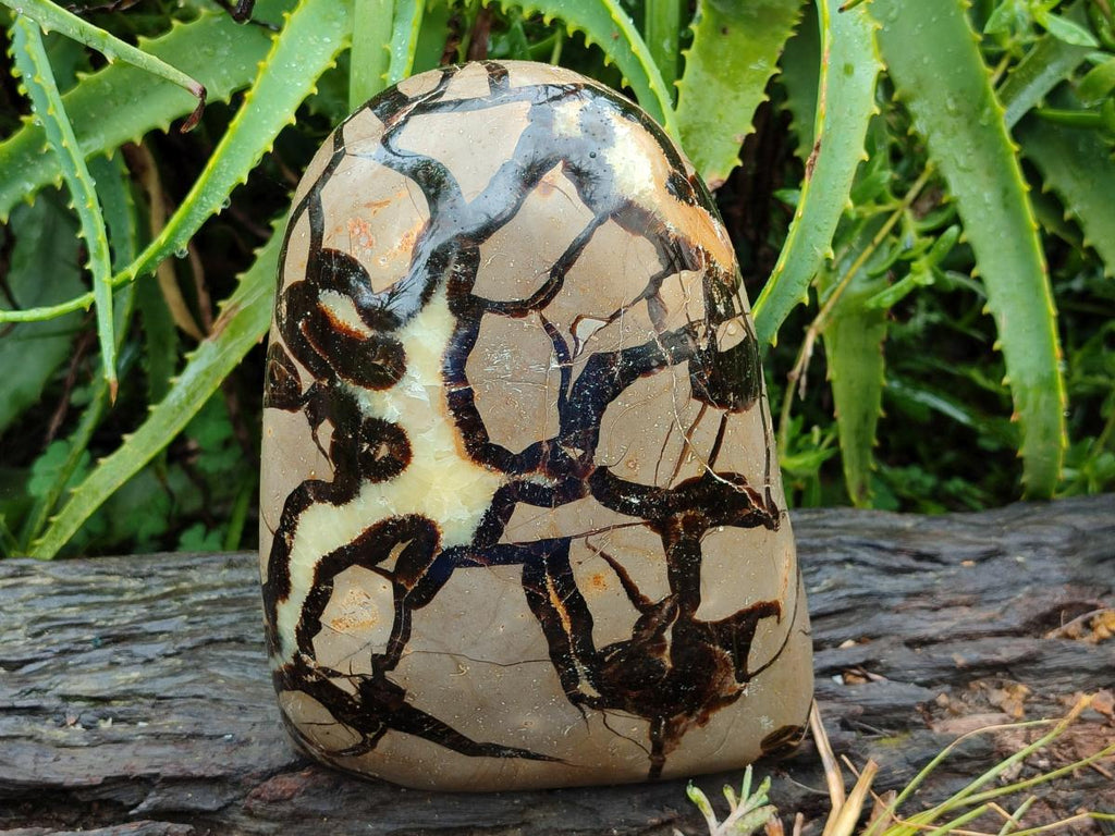 Polished Large Septerye Standing Free Form x 1 From Mahajanga, Madagascar