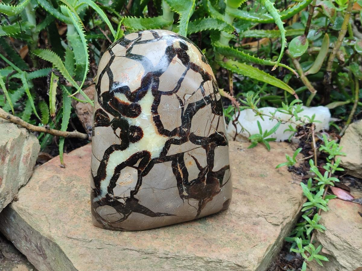 Polished Large Septerye Standing Free Form x 1 From Mahajanga, Madagascar