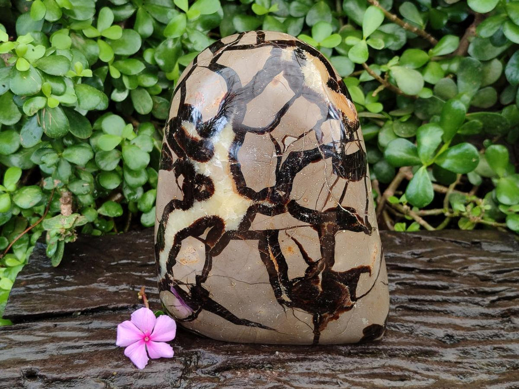 Polished Large Septerye Standing Free Form x 1 From Mahajanga, Madagascar