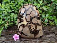 Polished Large Septerye Standing Free Form x 1 From Mahajanga, Madagascar