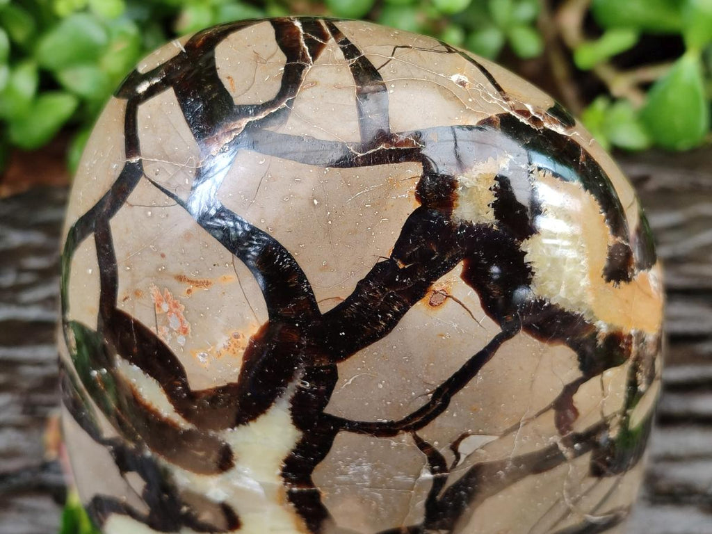 Polished Large Septerye Standing Free Form x 1 From Mahajanga, Madagascar