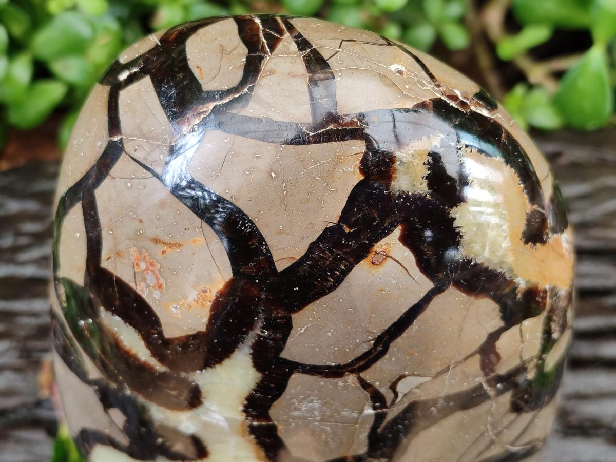 Polished Large Septerye Standing Free Form x 1 From Mahajanga, Madagascar