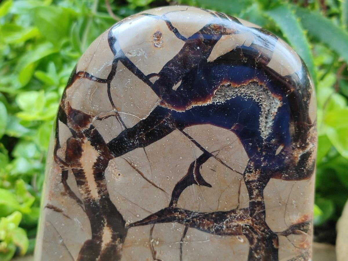 Polished Large Septerye Standing Free Form x 1 From Mahajanga, Madagascar