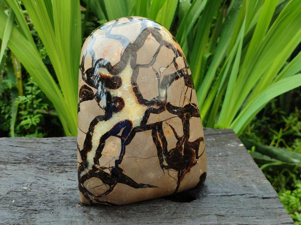 Polished Large Septerye Standing Free Form x 1 From Mahajanga, Madagascar