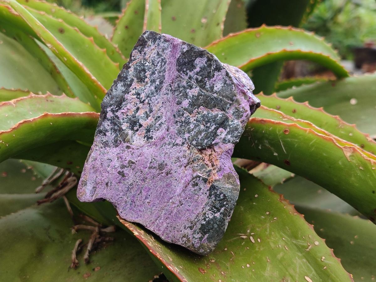Natural Stichtite Cobbed Specimens x 6 From Barberton, South Africa