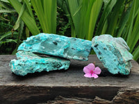 Natural Drusy Coated Chrysocolla On Dolomite Specimens x 3 From Lupoto Mine, Congo