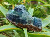 Natural Watermelon Fluorite Cobbed Specimens x 24 From Uis, Namibia