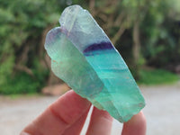 Natural Watermelon Fluorite Cobbed Specimens x 24 From Uis, Namibia