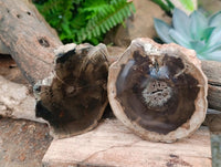 Polished On One Side Petrified Wood Branch Slices x 6 From Gokwe, Zimbabwe
