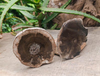Polished On One Side Petrified Wood Branch Slices x 6 From Gokwe, Zimbabwe