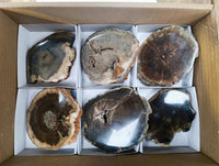 Polished On One Side Petrified Wood Branch Slices x 6 From Gokwe, Zimbabwe
