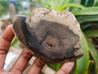 Polished On One Side Petrified Wood Branch Slices x 6 From Gokwe, Zimbabwe