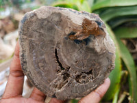 Polished On One Side Petrified Wood Branch Slices x 6 From Gokwe, Zimbabwe