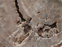 Polished On One Side Petrified Wood Branch Slices x 6 From Gokwe, Zimbabwe