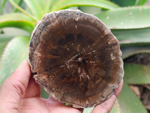 Polished On One Side Petrified Wood Branch Slices x 6 From Gokwe, Zimbabwe