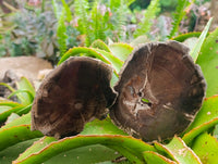 Polished On One Side Petrified Wood Branch Slices x 6 From Gokwe, Zimbabwe