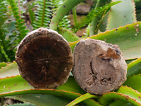 Polished On One Side Petrified Wood Branch Slices x 6 From Gokwe, Zimbabwe